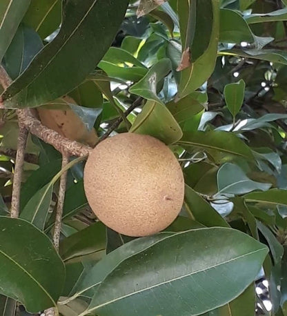 Guthi Sapodilla Seeds (Manilkara zapota) – 35 Premium Sweet Chico Zapote Seeds