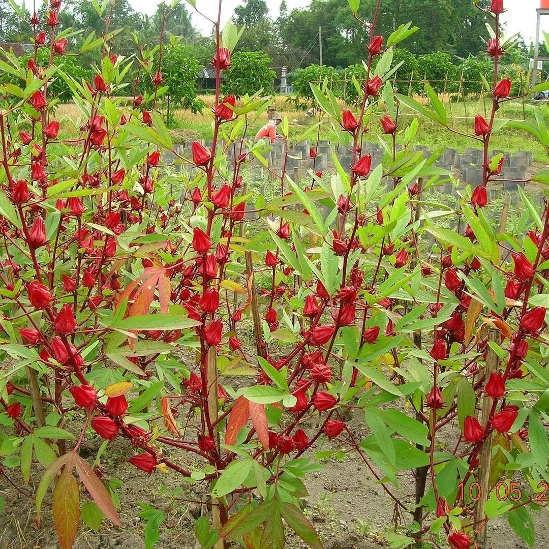 100+ Organic Roselle Seeds (Hibiscus sabdariffa) – Premium Red Hibiscus Tea Plant & Edible Calyx Seeds for Planting