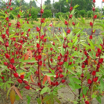 100+ Organic Roselle Seeds (Hibiscus sabdariffa) – Premium Red Hibiscus Tea Plant & Edible Calyx Seeds for Planting