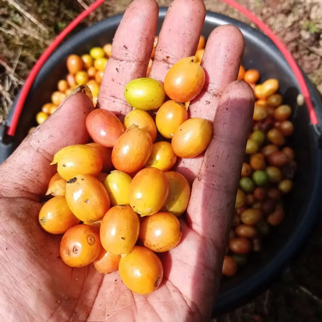 Yellow Caturra Coffee Seeds (Coffea arabica var. Caturra Amarillo / 300+ Premium Highland Dwarf Specialty Coffee Seeds) – Premium Gourmet Specialty Coffee Plant Seeds for Planting