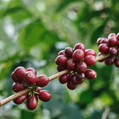 Mundo Maya Coffee Seeds (Coffea arabica var. Mundo Maya) – Premium Certified High-Performance Specialty Gourmet Coffee Bean Seeds for Planting (120 Pcs)