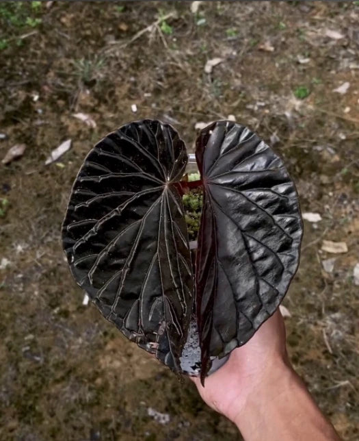 Begonia Black Blood Rare Exotic Tropical Plant | Dark Foliage Indoor Houseplant | Collector Begonia