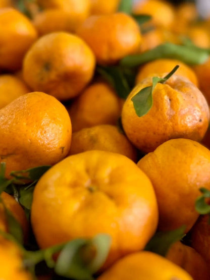 Ponkan Orange Seeds 300+ (Citrus reticulata 'Ponkan') – Bulk Heirloom Asian Mandarin Fruit Tree Seeds for Planting