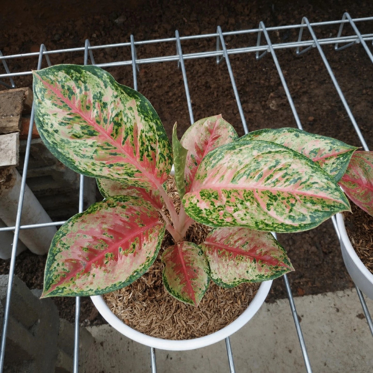 Rare Aglaonema Sweet Dream Live Plant - Premium Tropical Chinese Evergreen Houseplant