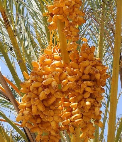 Thoory Date Palm Seeds (Phoenix dactylifera) – 35 Premium Algerian Sweet Dry Bread Date Seeds