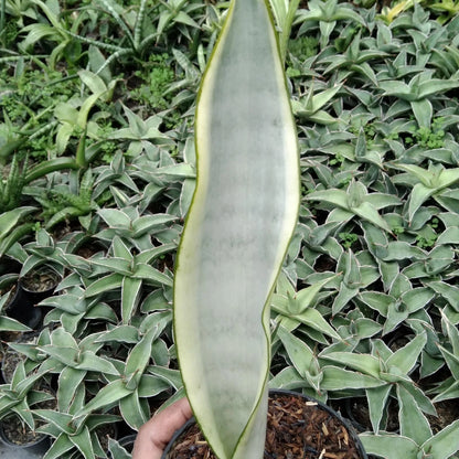 Sansevieria trifasciata 'Laurentii Stover Silver' – Rare Tropical Snake Plant