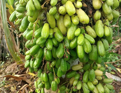 Bilimbi Cucumber Tree Seeds (Averrhoa bilimbi) – Premium 100+ Tree of Sorrel Exotic Tropical Fruit Seeds for Planting (100+ Pcs)