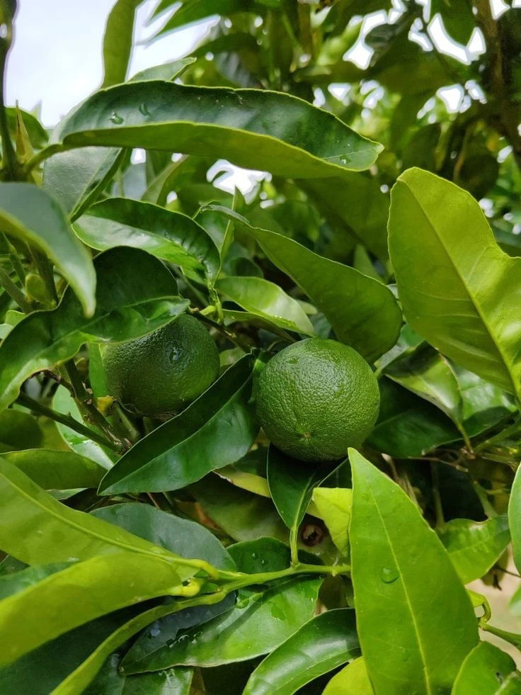 Sudachi Lime Seeds (Citrus Sudachi) – Certified Heirloom Japanese Acid Citrus Fruit Crop for Planting