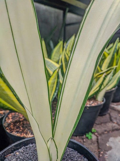 Sansevieria Trifasciata 'Beauty Queen' – Rare Tropical Variegated Designer Snake Plant Indoor Living Specimen