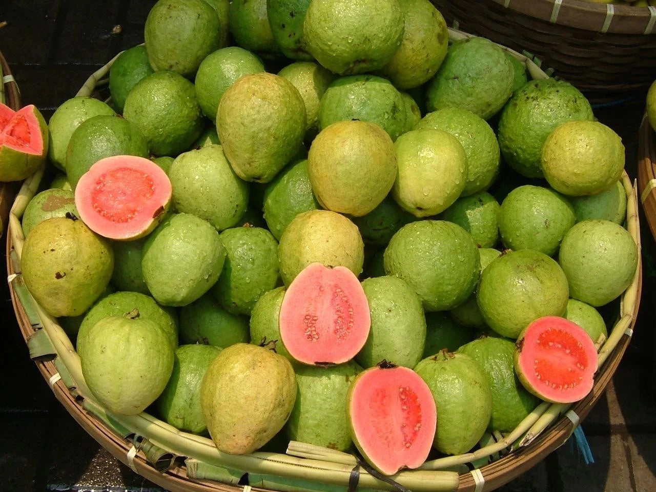 Red Manila Guava Seeds (Psidium guajava) – Premium Certified Tropical Fruit Tree Seeds for Planting