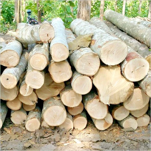 Gmelina Tree Seeds (Gmelina arborea / 100+ Fast-Growing White Teak Timber Tree Seeds) – Premium Exotic Botanical Specimen Plant Seeds for Planting