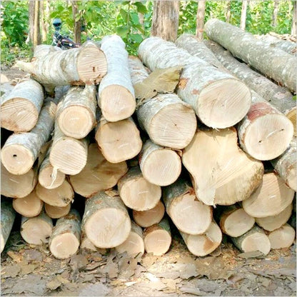Gmelina Tree Seeds (Gmelina arborea / 100+ Fast-Growing White Teak Timber Tree Seeds) – Premium Exotic Botanical Specimen Plant Seeds for Planting