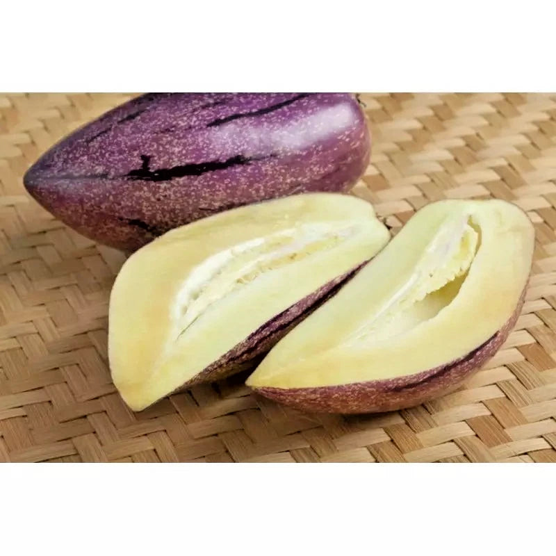 Premium 'Purple' Pepino Melon Seeds (Solanum muricatum) – Elite Andean Heirloom Fruit Seeds (100+ Count)