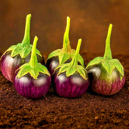 Purple Thai Eggplant Seeds (Solanum melongena) – 5,000+ Bulk Premium Round Eggplant Seeds
