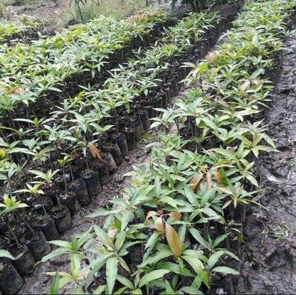 Red Emperor Mango Grafted Seedling – Premium Live Tropical Tree (Pot Culture Ready)