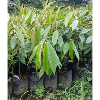 Grafted 'Red' Durian (Durian Merah) – Exotic Tropical Fruit Tree