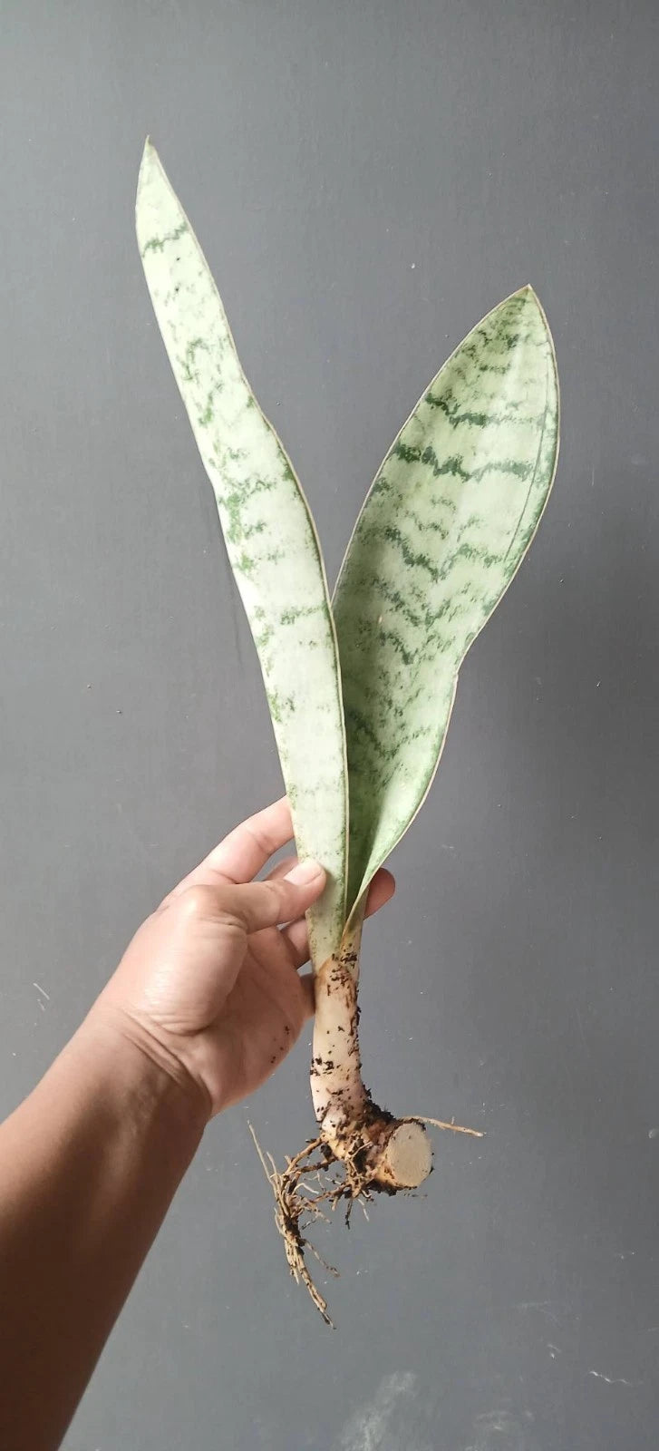 Sansevieria Aubrytiana 'Silver' – Rare Tropical Silver Variegated Snake Plant Indoor Living Specimen
