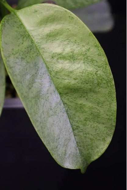 Stunning Hoya Multiflora Wonderphil Silver – Rare Tropical Wax Plant with Splash Variegation