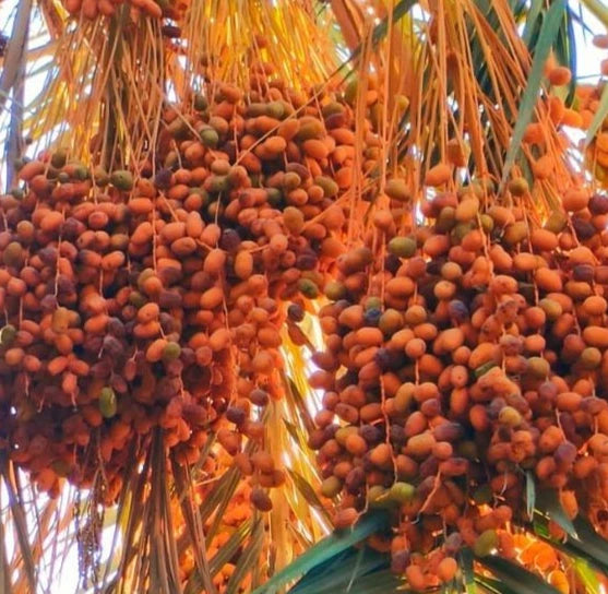 Thoory Date Palm Seeds (Phoenix dactylifera) – 35+ Premium Thuri Bread Date Seeds