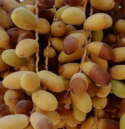 Sag'ai Date Palm Seeds (Phoenix dactylifera 'Sag'ai') – 35 pcs Premium Fresh Rare Golden-Crowned Sweet Sag'ai Date Seeds