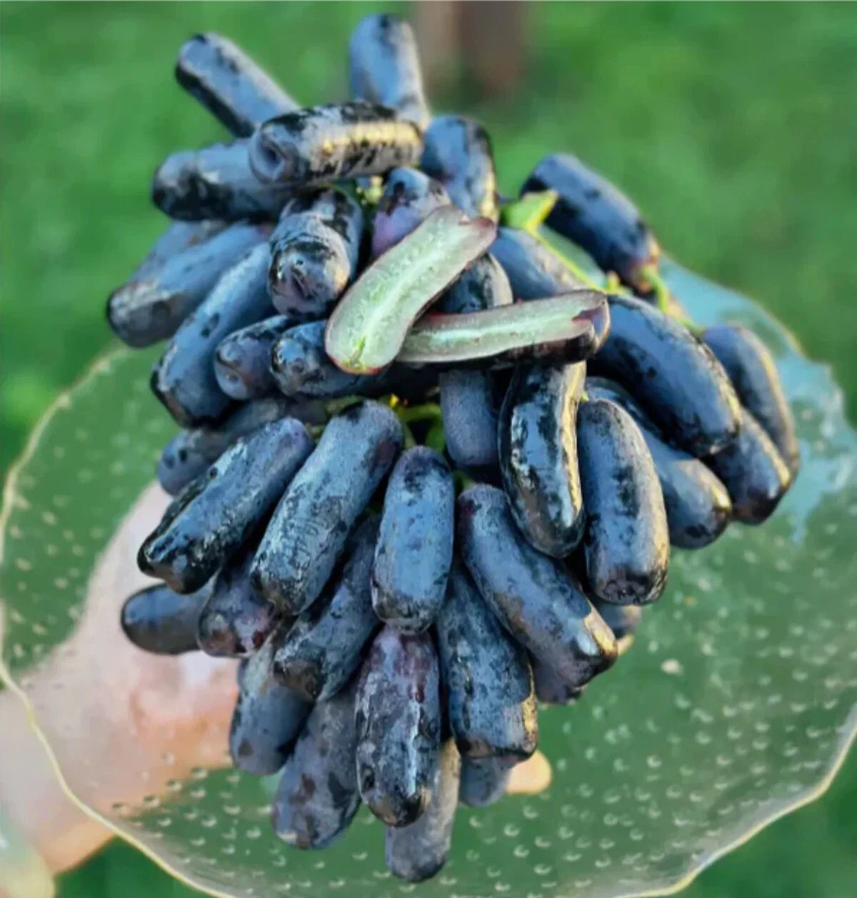 Sweet Sapphire Table Grape Seeds 2,000+ (Vitis vinifera 'Sweet Sapphire') – Bulk Exotic Long Finger Grapes & Climbing Fruit Vine Seeds for Planting