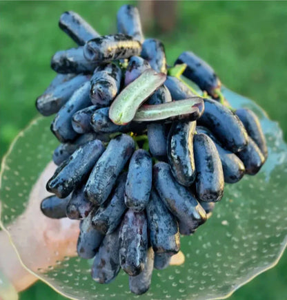 Sweet Sapphire Table Grape Seeds 2,000+ (Vitis vinifera 'Sweet Sapphire') – Bulk Exotic Long Finger Grapes & Climbing Fruit Vine Seeds for Planting