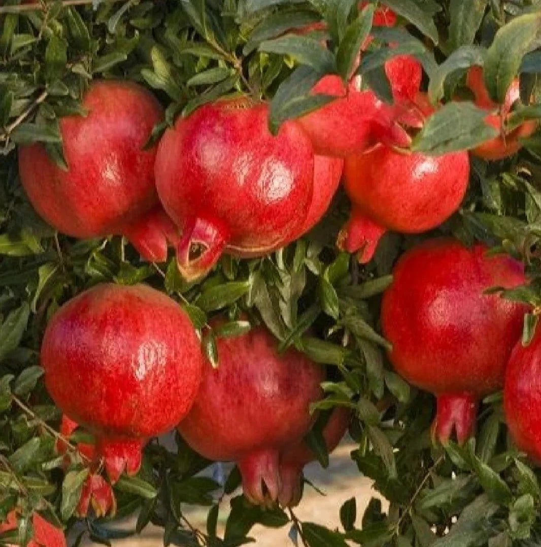 100+ 'Hicaz' Pomegranate Seeds (Punica granatum) – Elite Turkish Heirloom Orchard Genetics (Collectors Quality)