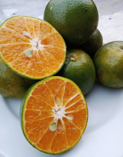 Siam Orange Seeds (Citrus sinensis) – Premium Certified High-Yield Sweet Citrus Fruit Tree Seeds for Planting (100 Pcs)