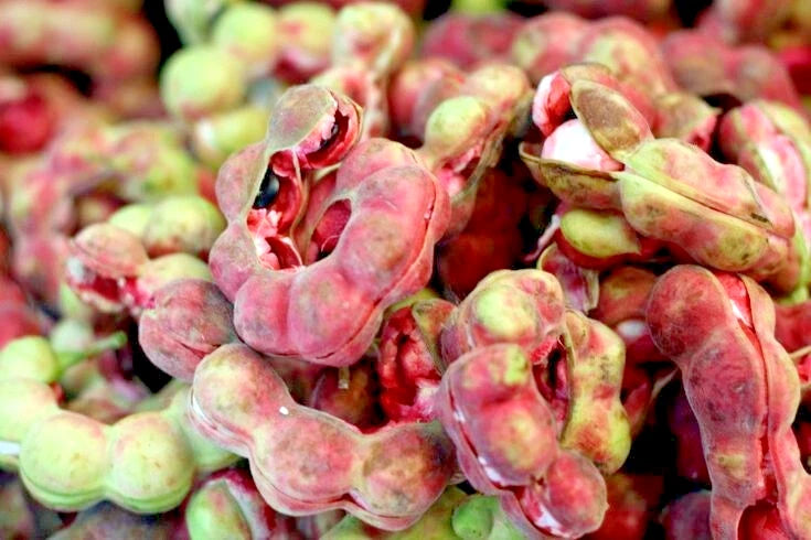 40+ Manila Tamarind Seeds | Pithecellobium Dulce | Sweet Madras Thorn Tree