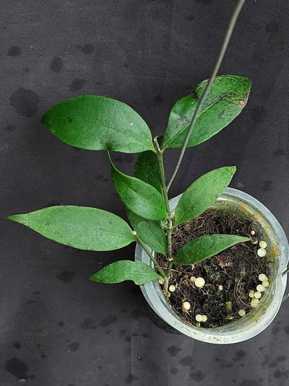 Hoya sp. Liwa – Rare Tropical Indoor Outdoor Wax Plant Cutting / Live Plant Specimen