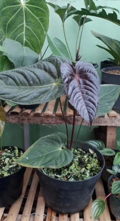 Anthurium Chamberlainii | Rare Anthurium Tropical Plant | Collector Aroid