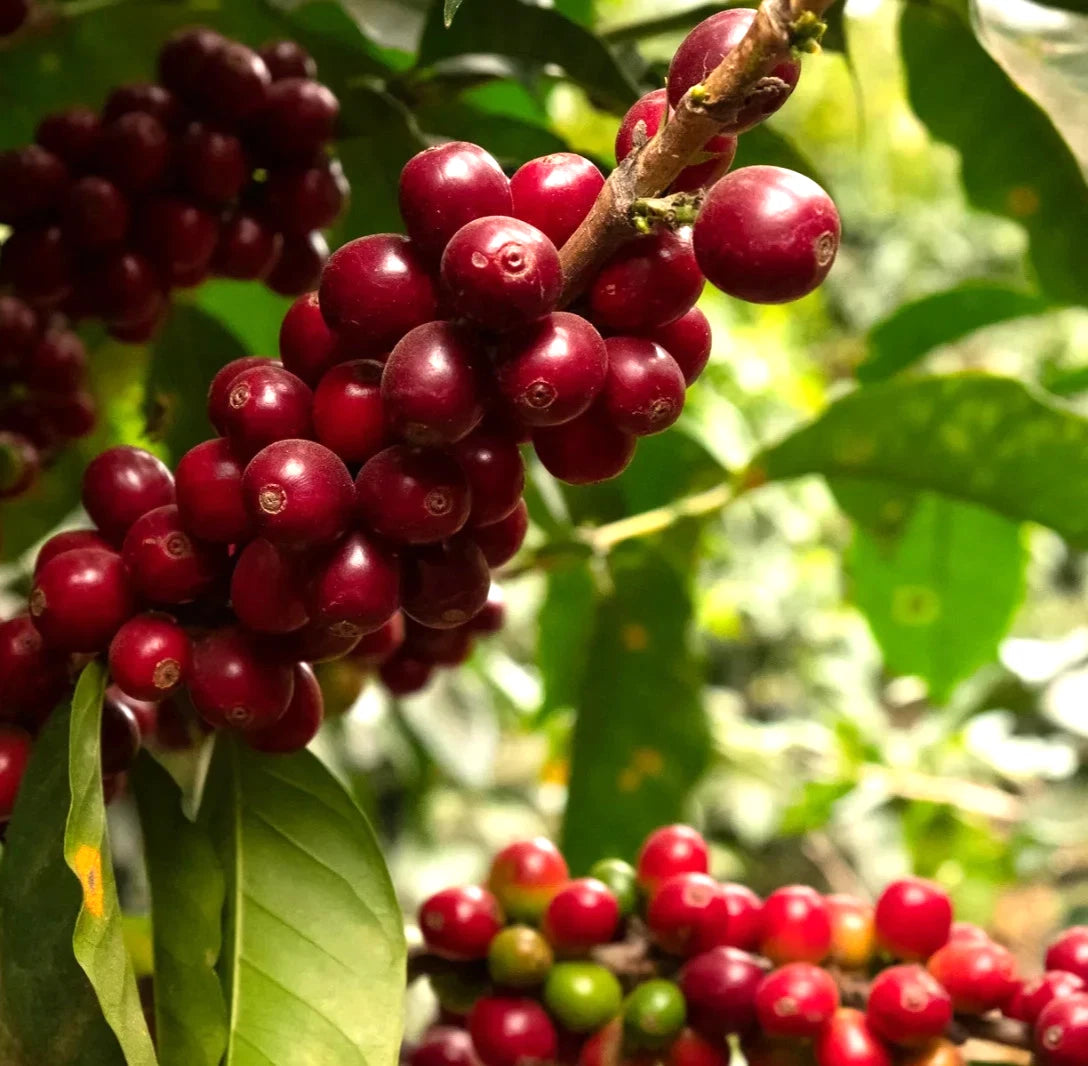 Premium Hybrid H3 Coffee Seeds (Coffea sp.) – 120 Pcs Certified High-Yield Disease-Resistant Gourmet Coffee Bean Seeds for Planting