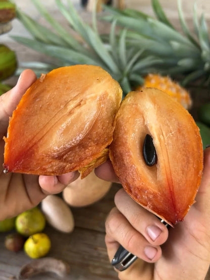 Premium 'Hasya' Sapodilla Seeds (Manilkara zapota) – Elite Extra-Large Fruit 'Chico Zapote' Heirloom Seeds (35 Count)