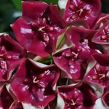 Hoya Megalaster Ubiyau | Rare Hoya Wax Plant | Tropical Indoor Outdoor Houseplant