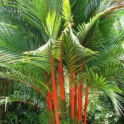 50+ Decorative Red Palm Tree Seeds (Cyrtostachys renda) – Rare Lipstick Palm & Exotic Tropical Landscape Seeds for Planting