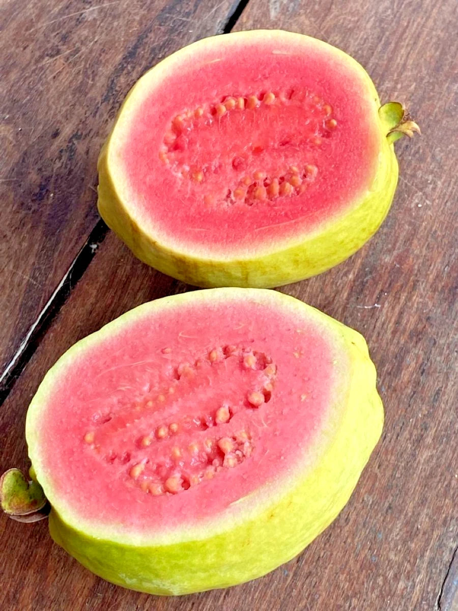 Red Manila Guava Seeds 250+ (Psidium guajava 'Red Manila') – Bulk Sweet Tropical Fruit Tree & Orchard Crop Seeds for Planting