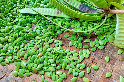 River Tamarind Ipil Ipil Seeds (Leucaena leucocephala / 100+ Fast-Growing Nitrogen-Fixing Tree Seeds) – Premium Exotic Botanical Specimen Plant Seeds for Planting