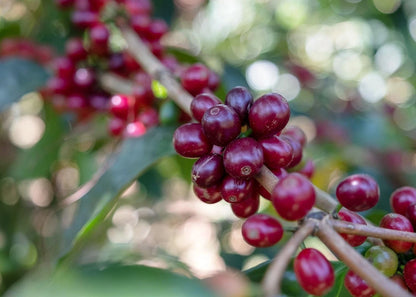 Marsellesa Coffee Seeds (Coffea arabica var. Marsellesa) – Premium Certified High-Yield Disease-Resistant Gourmet Arabica Coffee Bean Plant Seeds for Planting