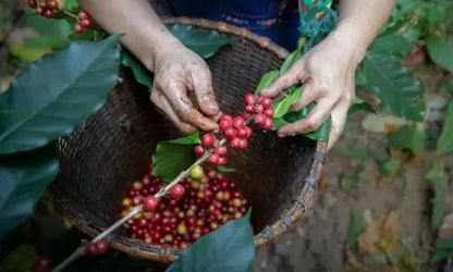Buon Ma Thuot Coffee Seeds (120+ Bulk Seeds, Coffea arabica var. Buon Ma Thuot) – Premium Vietnamese Specialty Coffee Plant Seeds for Planting