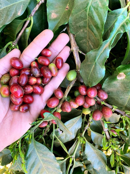 Antigua Coffee Seeds (Coffea sp. / 120+ Premium Volcanic Origin Specialty Coffee Bean Seeds) – Premium Botanical Specimen Plant Seeds for Planting