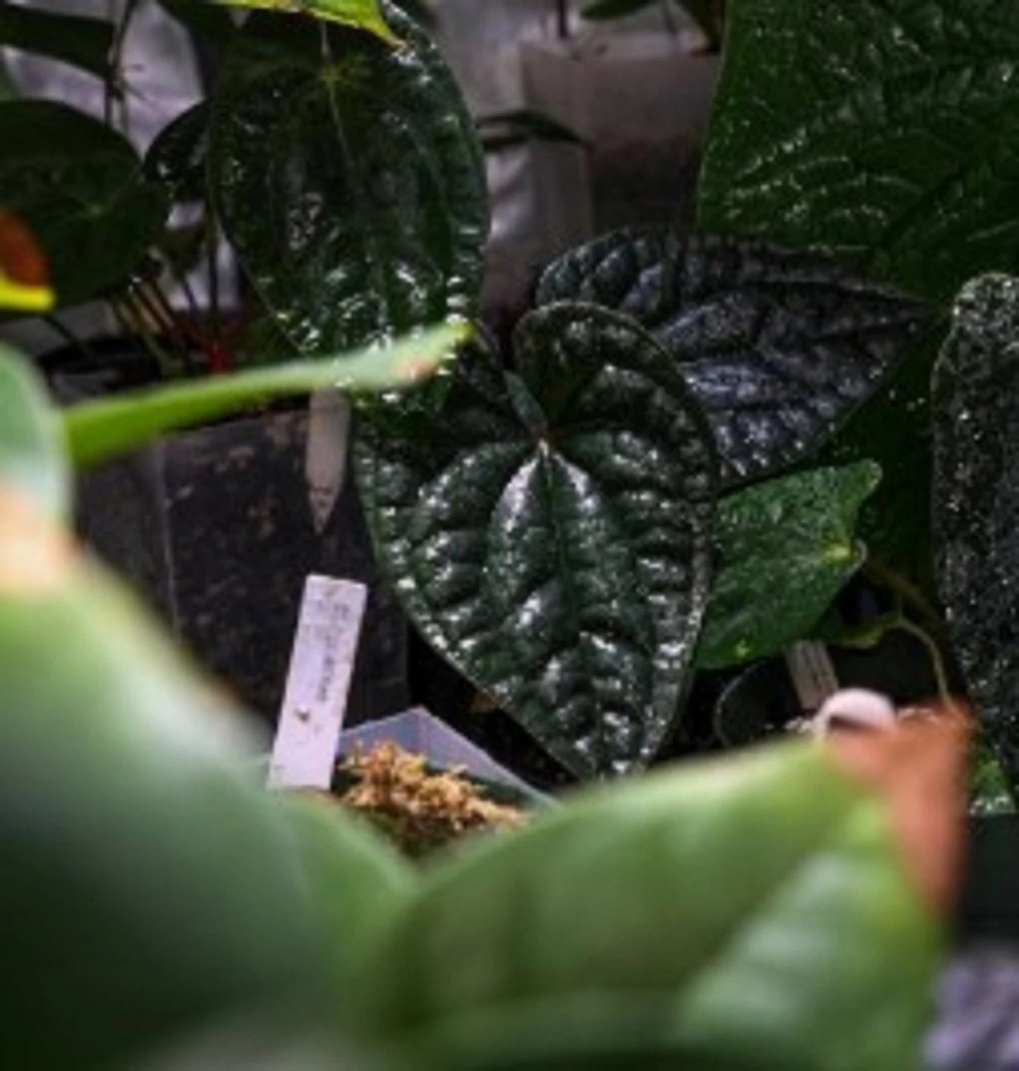 Anthurium 'Black Magic' - Rare & Dark Velvet Tropical Foliage