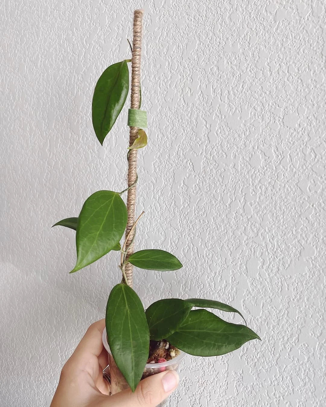 Rare Hoya Cutis Porcelana - Premium Exotic Tropical Wax Plant Collector's Ivy