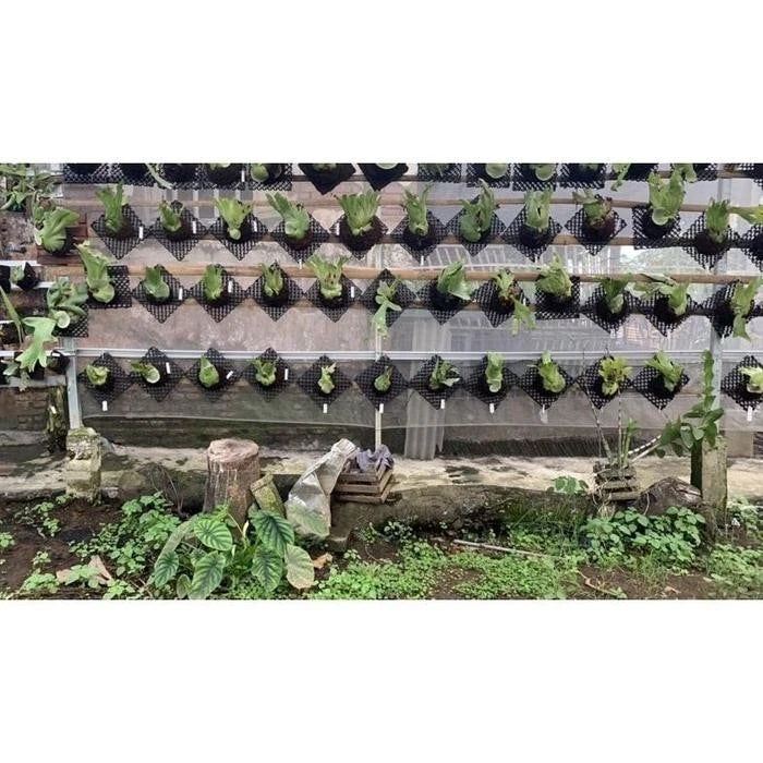 Platycerium grande – Giant Staghorn Fern