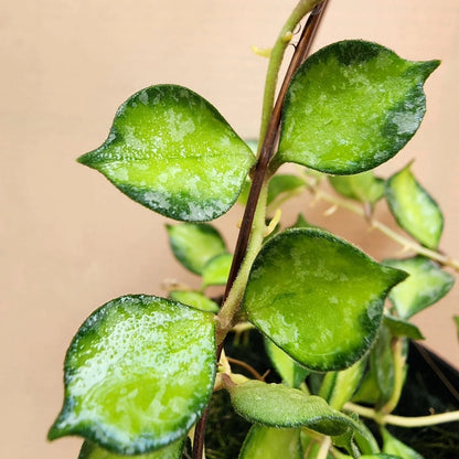 Rare Variegated Hoya Curtisii Seeds – Premium Fresh Exotic Variegated Indoor Outdoor Wax Plant Seeds