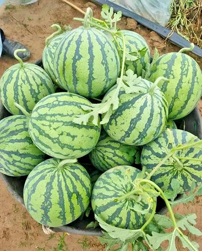 Mini Watermelon Seeds (Citrullus lanatus) – Premium 50+ Compact Sweet Personal-Sized Exotic Fruit Seeds for Planting (50+ Pcs)