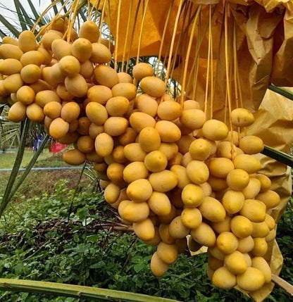 Shishi Date Palm Seeds (Phoenix dactylifera) – 35+ Premium Sweet Date Seeds