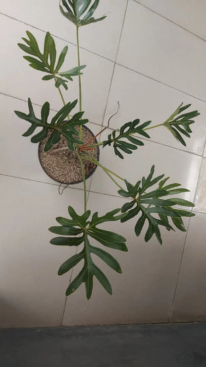 Thaumatophyllum Adamantinum (Real Pict) - Exotic & Sturdy Tropical Aroid