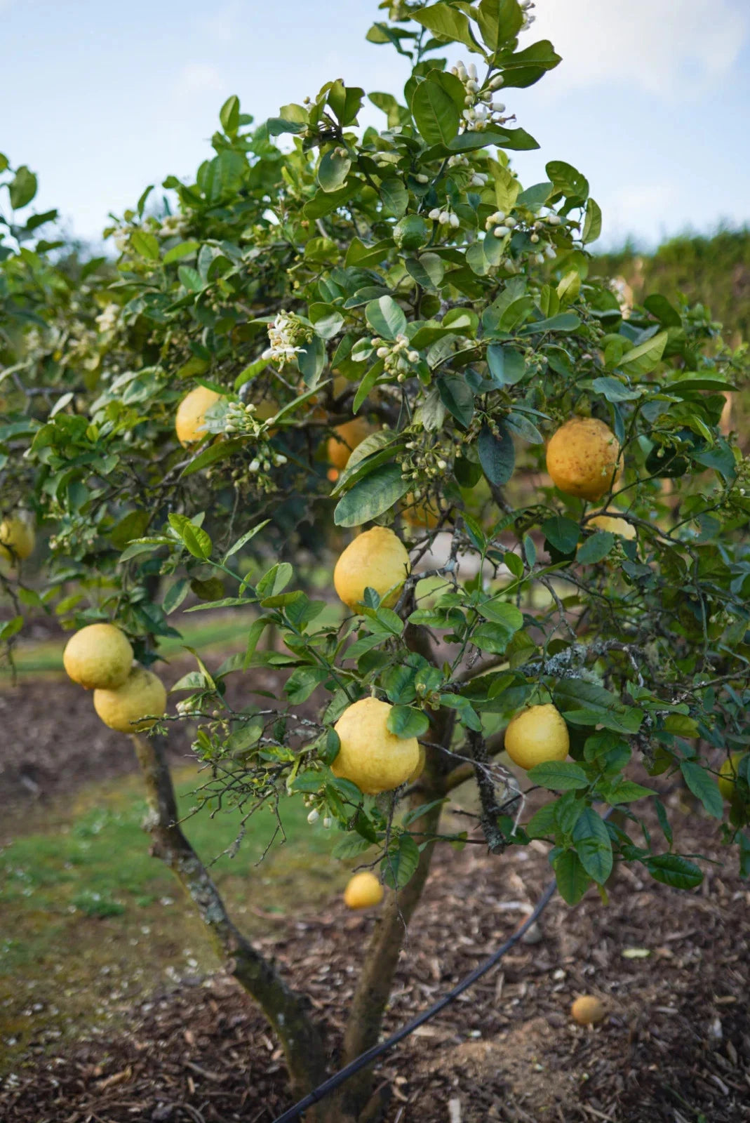 Ponderosa Lemon Seeds (Citrus limon x medica) – Premium Certified Rare American Wonder Lemon Citrus Fruit Tree Plant Seeds for Planting (100 Pcs)