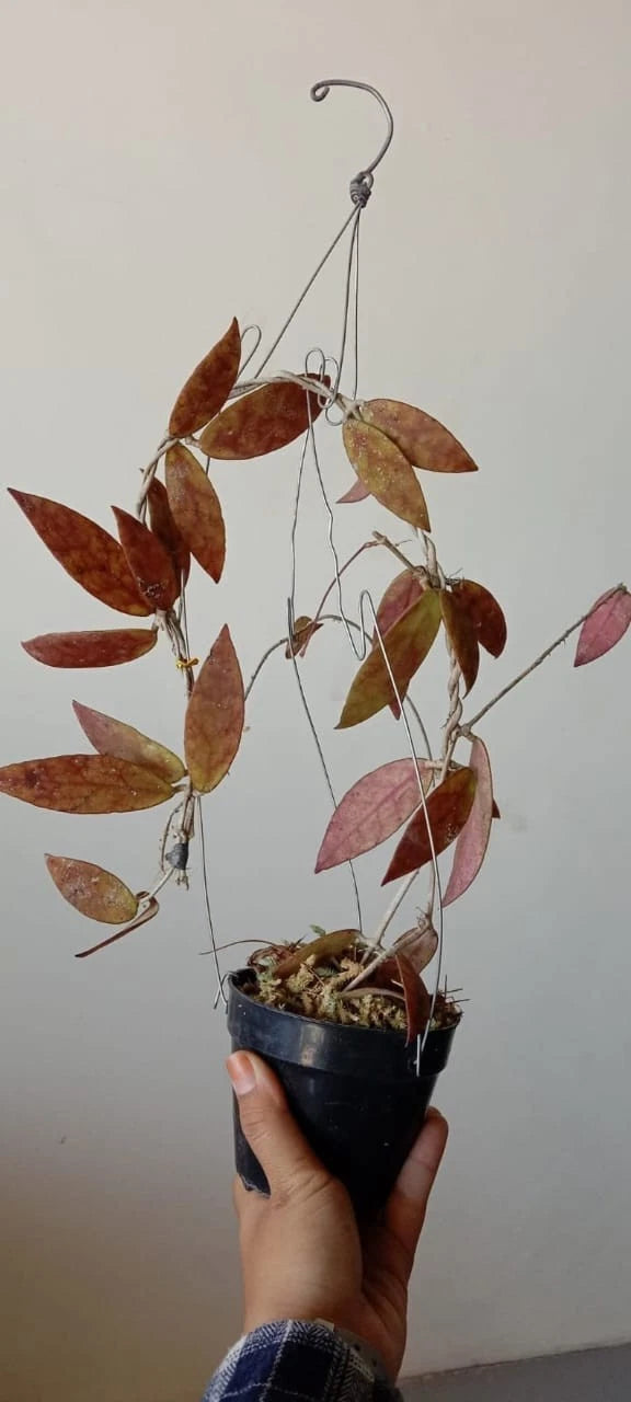 Hoya Scortechinii 'Red Leaves' – Rare Tropical Indoor Outdoor Wax Plant Certified Live Specimen for Planting