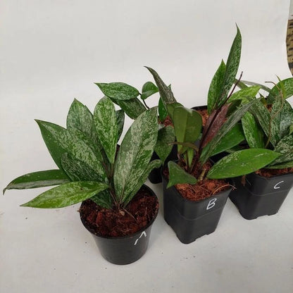 Hoya Pubicalyx 'Splash' - Rare Tropical Wax Plant